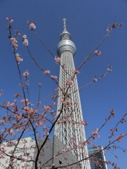 スカイツリーとさくら
