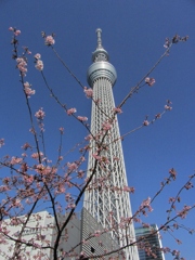 スカイツリーとさくら