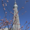 スカイツリーとさくら