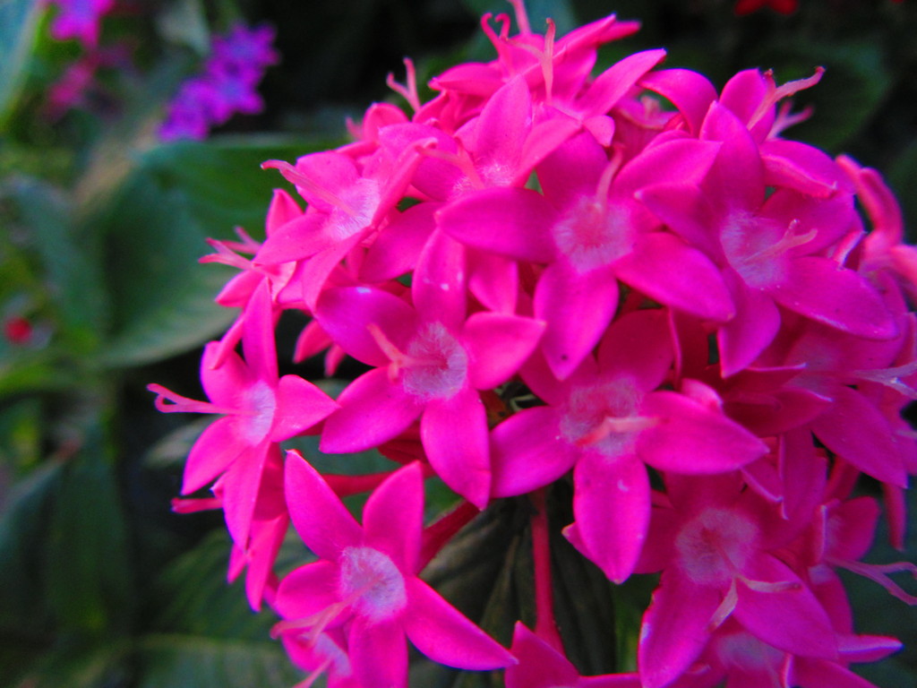 球形に形づくる花