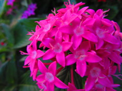球形に形づくる花