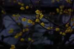 蝋梅　上野東照宮