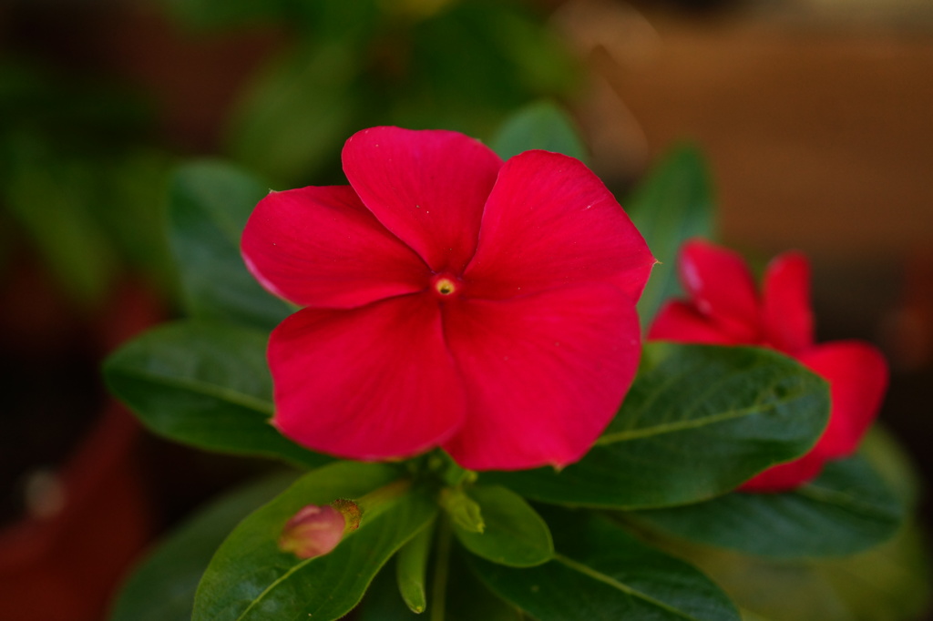 可愛いお花３