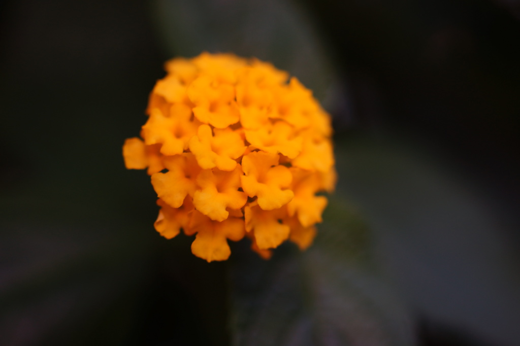 道端に咲くオレンジ色の花 By 下町のゾロ Id 写真共有サイト Photohito