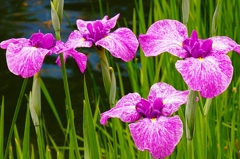 向島百花園にて