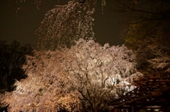 六義園　しだれ桜