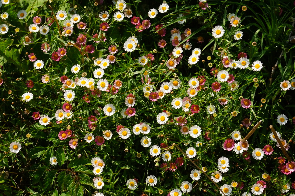 小さな菊の花壇