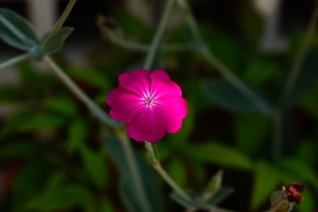 小さいけど目立つ花
