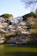 水とサクラ