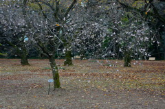 十月桜１