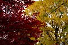 紅葉と黄葉の競演