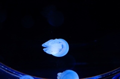 水族館　３　赤ちゃん