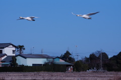 白鳥の飛来　１