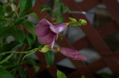 夜の花