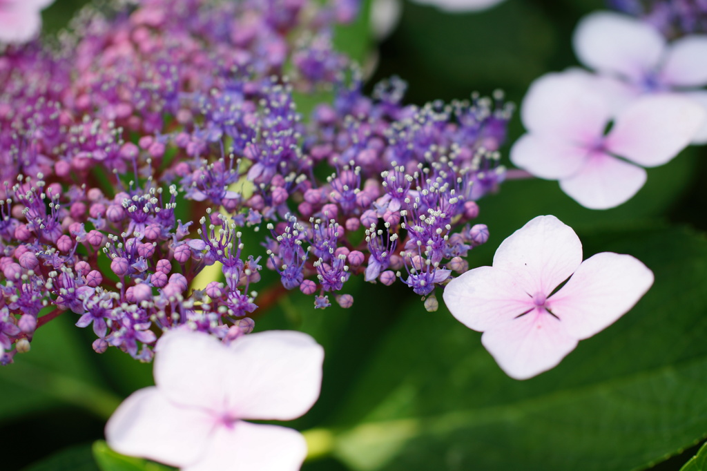 額紫陽花１