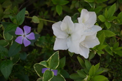 ご近所の花壇から　白いツツジ