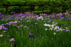 菖蒲田　　小石川後楽園