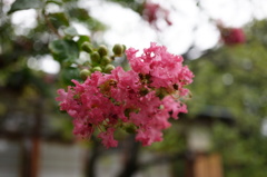 雨の中の百日紅
