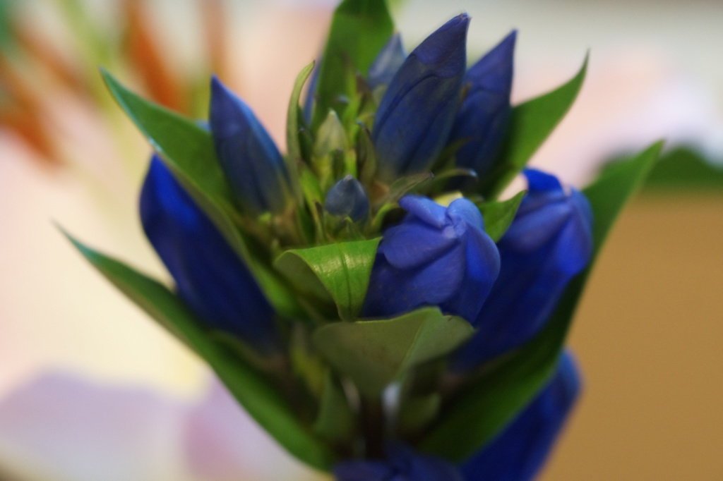 花　２