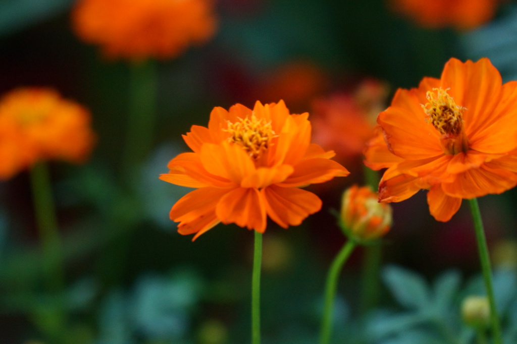 ホームセンターの花３