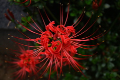 地から出てきた花火