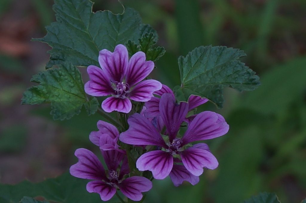 紫色の小さな花 By 下町のゾロ Id 写真共有サイト Photohito