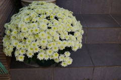 仕立ての菊
