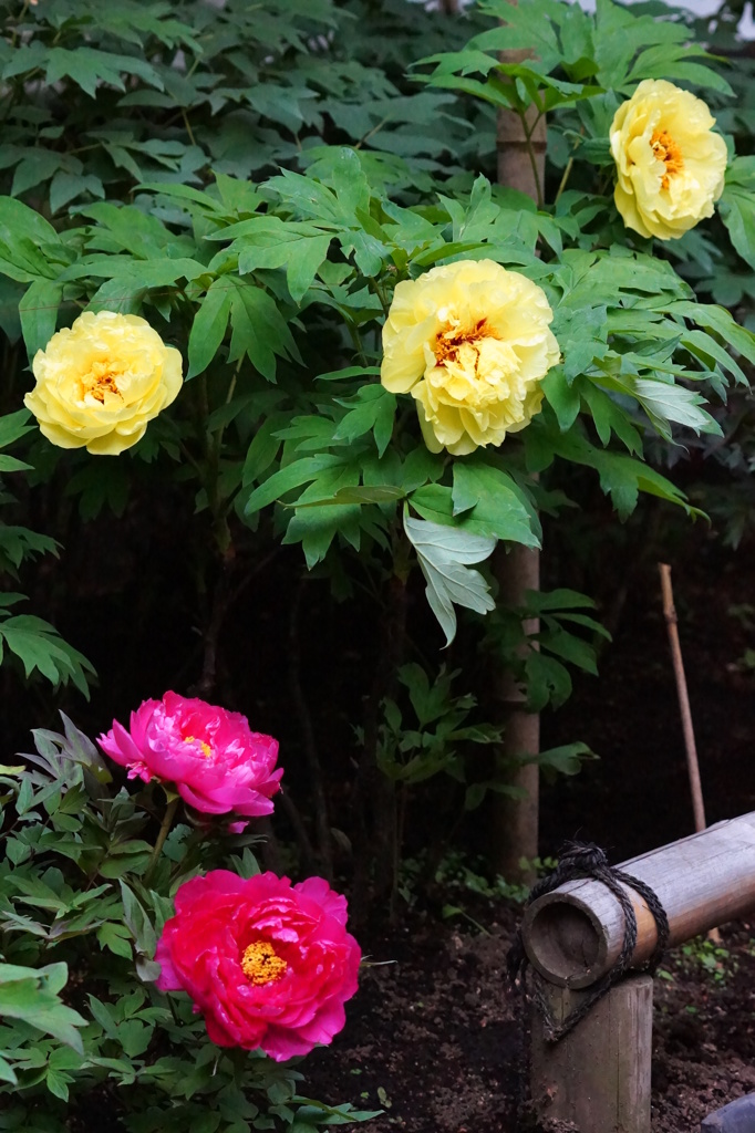 上野寛永寺ボタン園２