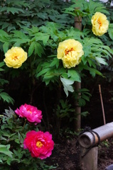 上野寛永寺ボタン園２