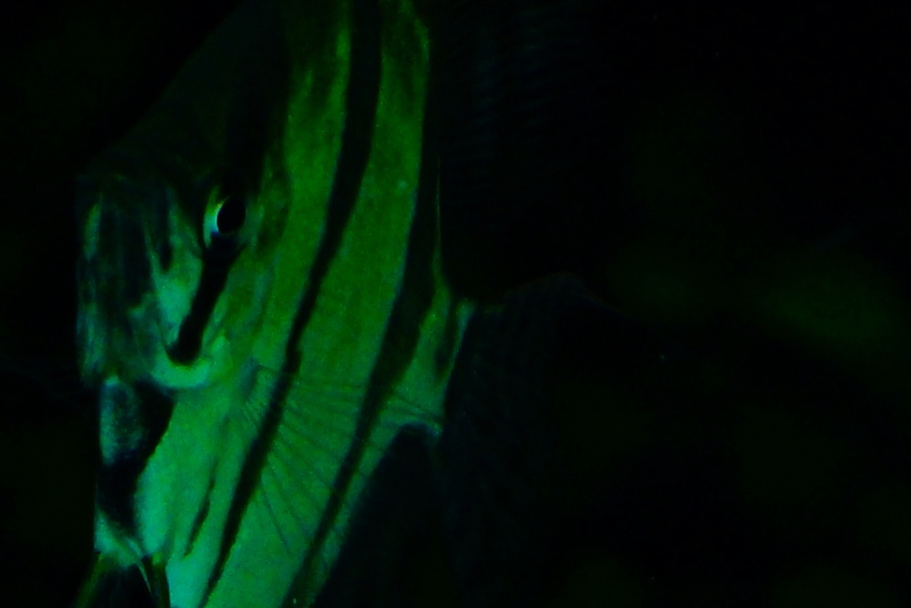 水族館　１　忍者