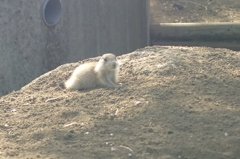 産まれたてのあかちゃん