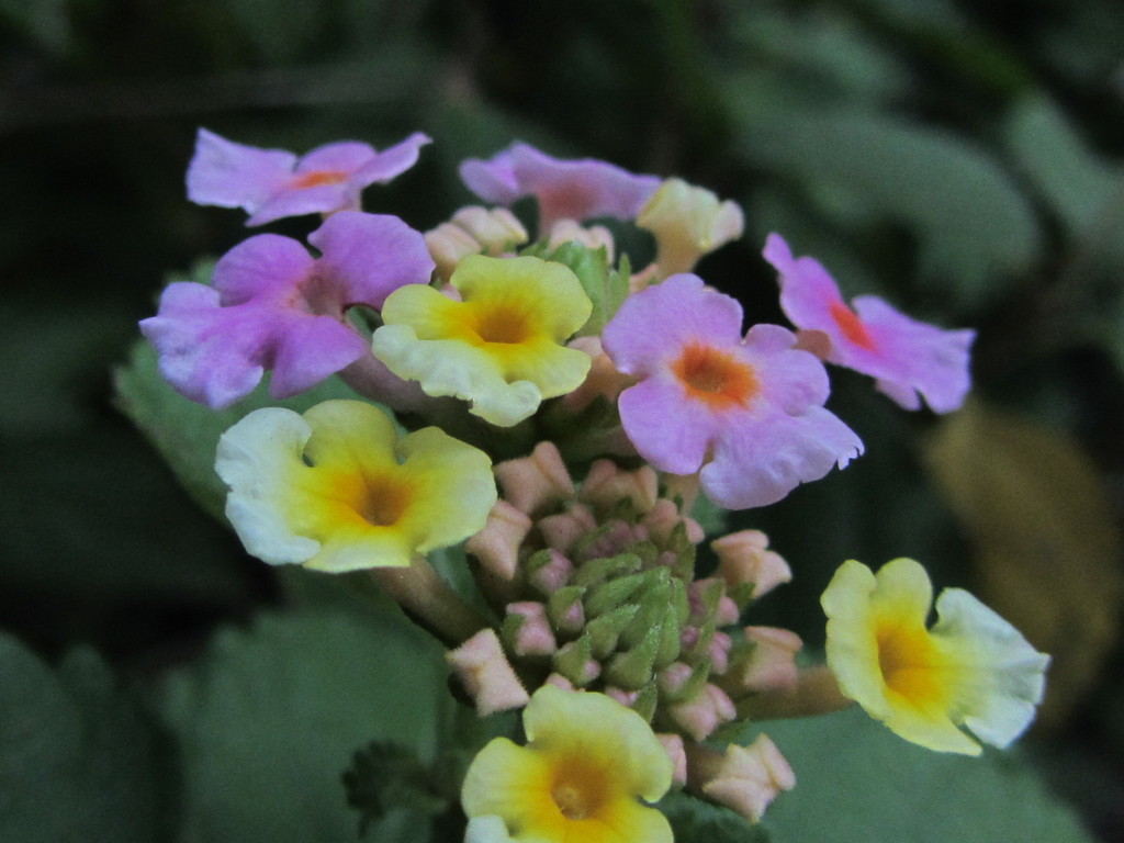 バス停での花