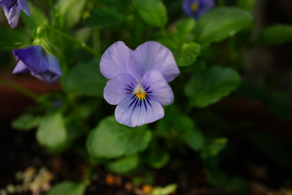 可愛いお花１