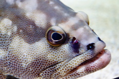 水族館　７　ハタの仲間