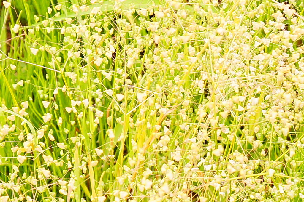 分からないお花　ペンペン草？