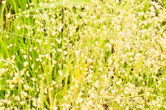 分からないお花　ペンペン草？