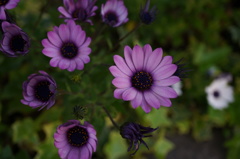 ご近所の花壇より