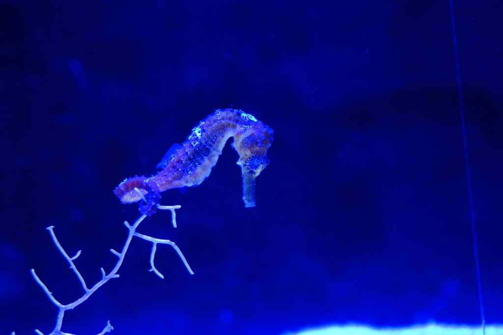 水族館　５　タツノオトシゴ