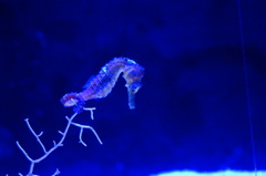 水族館　５　タツノオトシゴ