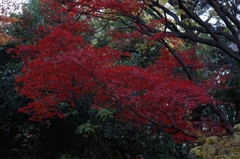 新宿御苑　（７）　真っ赤なモミジ