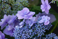 フラワーセンターに咲く紫陽花