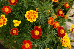 道端に咲く花たち