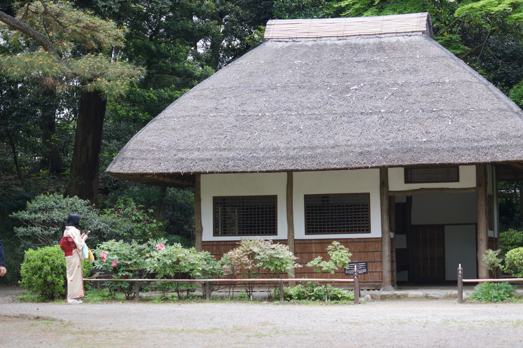 立てば芍薬、座ればぼたん、歩く姿は・・・