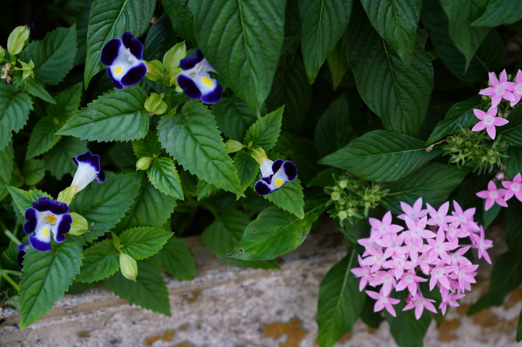花壇の花