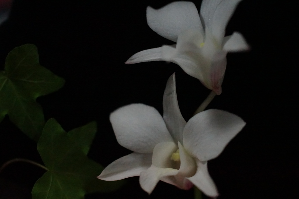 花３