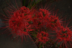 彼岸花