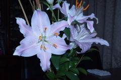 百合の花