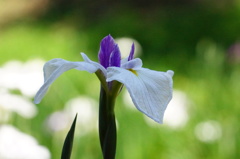 花びらの幅を生かして横に