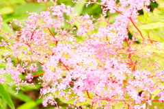 分からないお花
