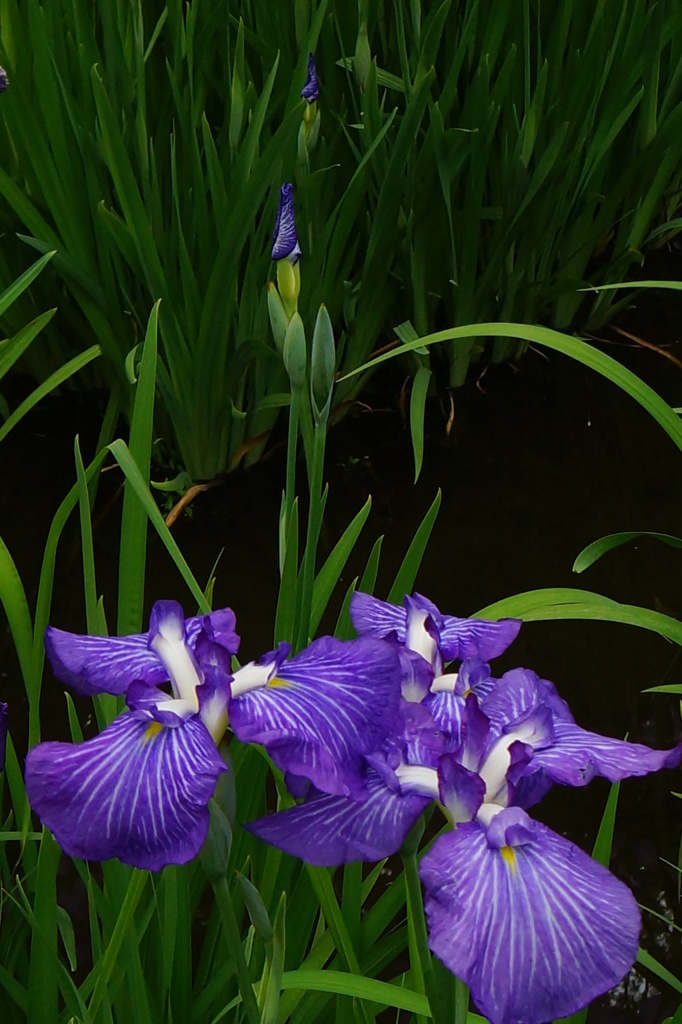 菖蒲　今が盛り